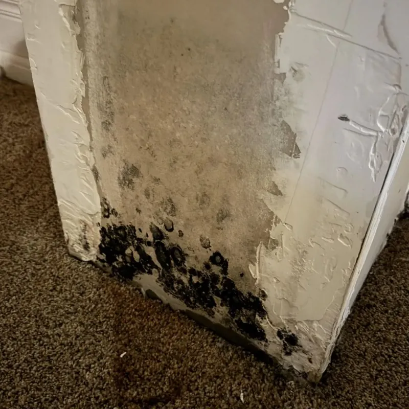 Professional Mold Removal in Addison, TX
